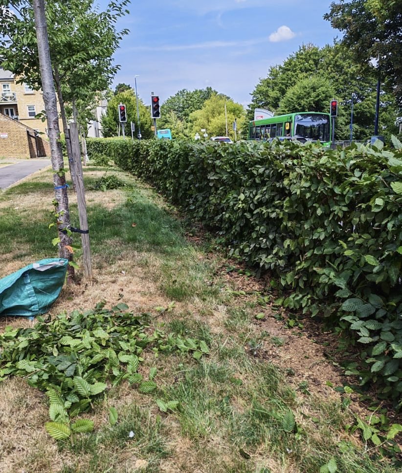 A roadside hornbeam hedge cut back to a flat face