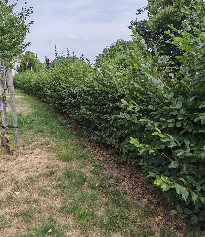 A roadside hornbeam hedge grown loose and out of shape