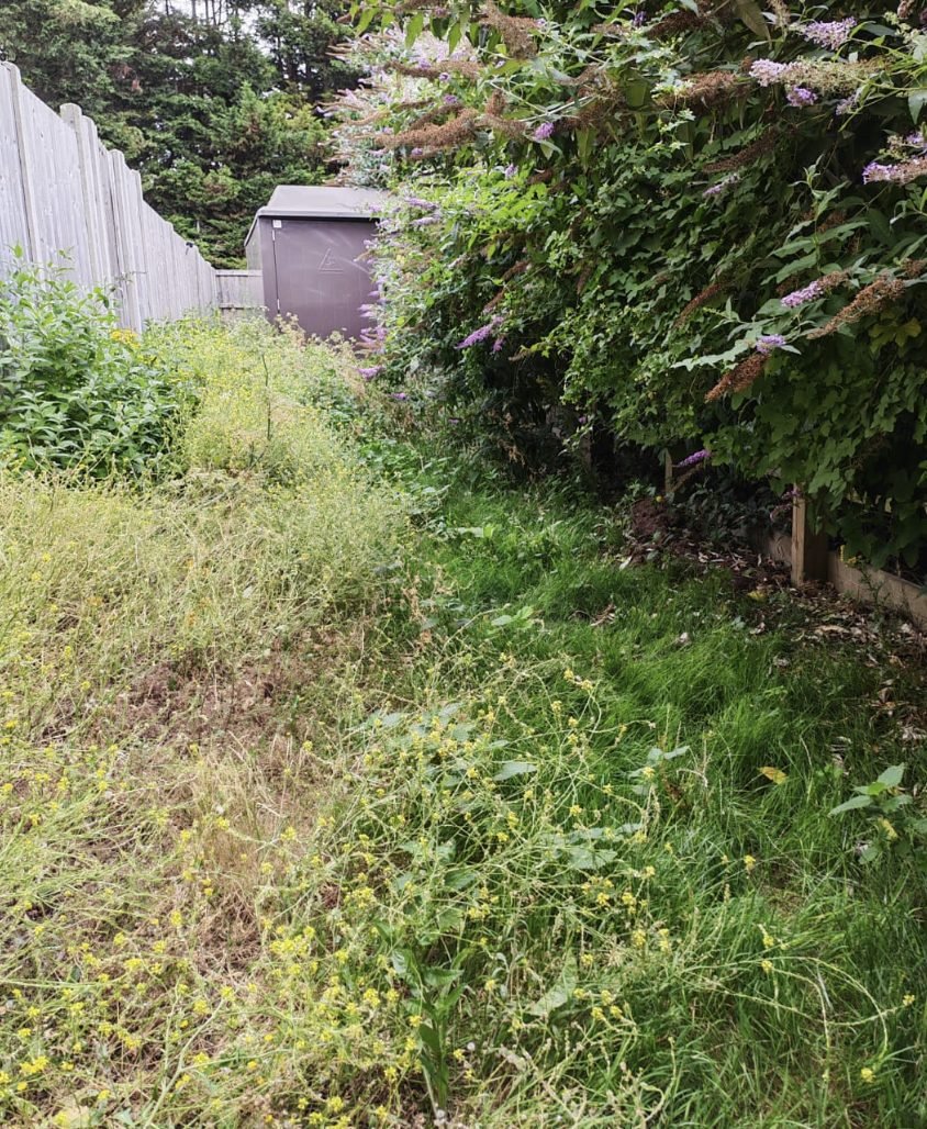 A strip of communal grass gone to seed with flowering weeds through it