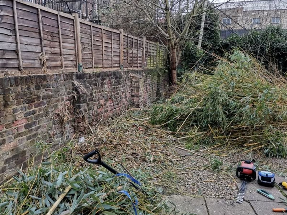 An established run of bamboo along a boundary wall, cut down and stacked ready to go