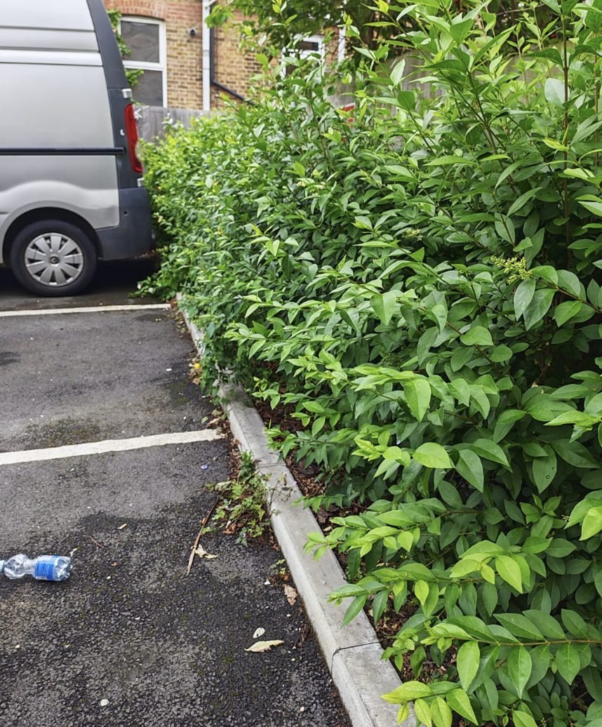 A privet hedge along a car park boundary cut back off the bays