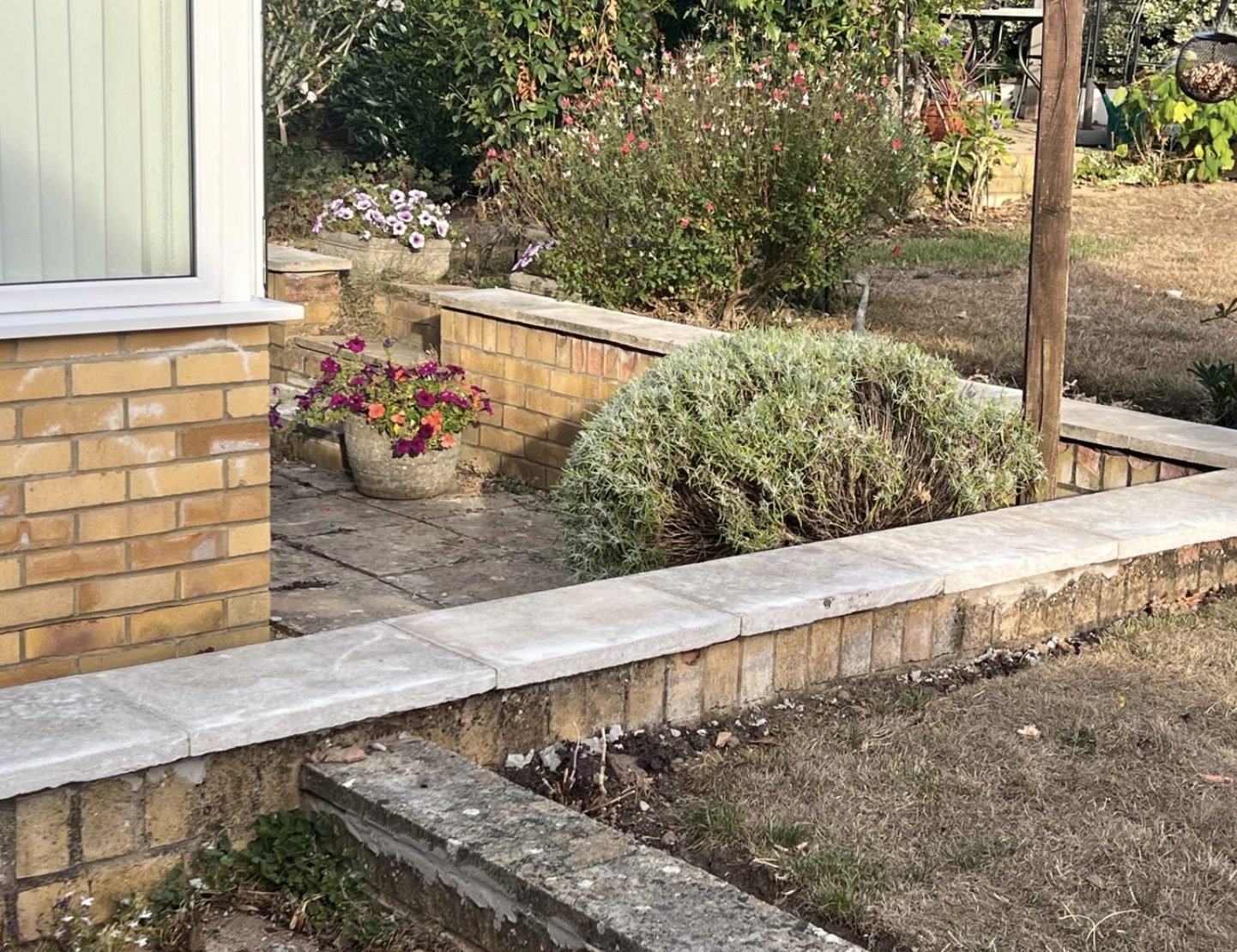 A raised bed and path edge cleared with the shrubs shaped up