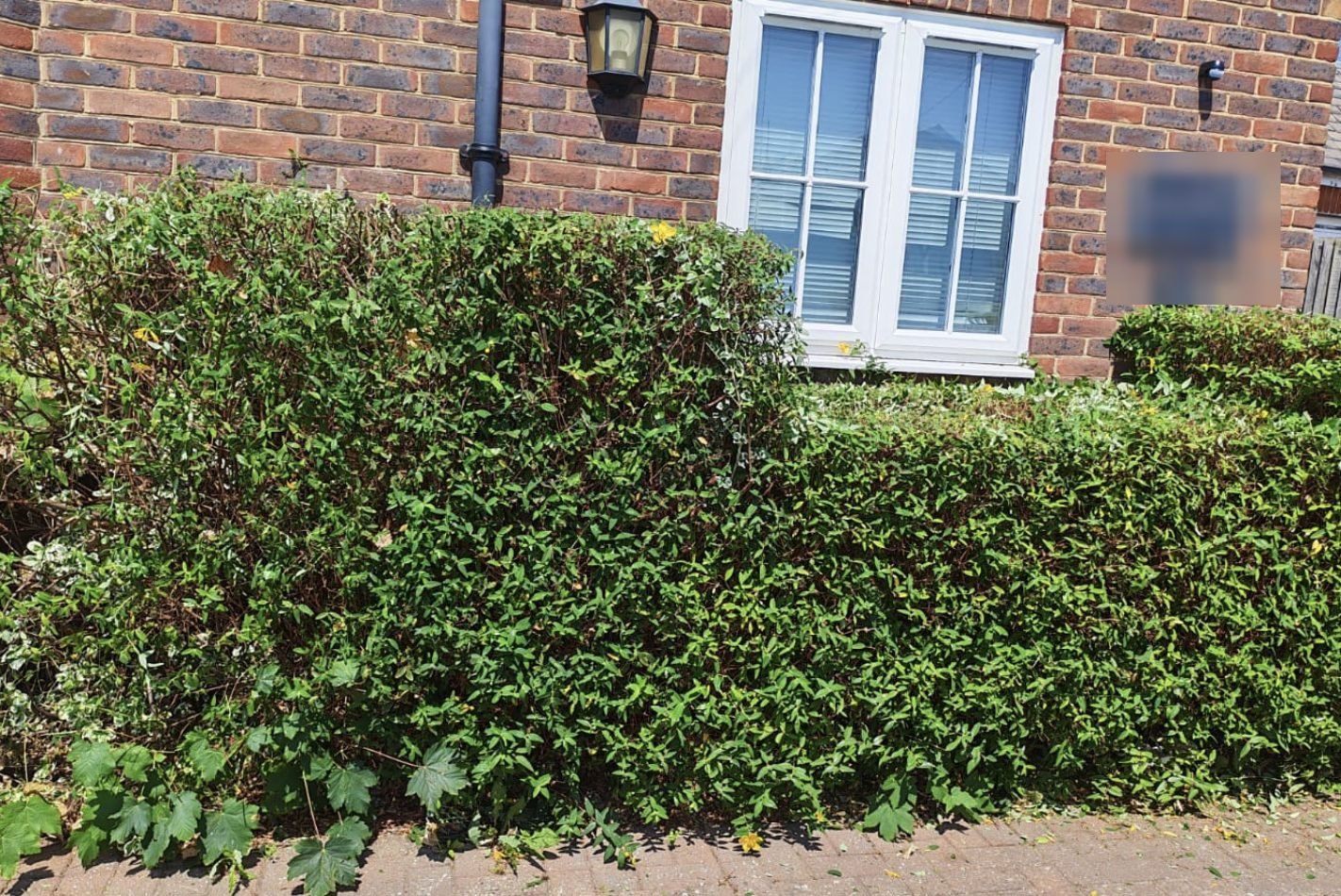A front hedge trimmed square across the frontage of a house